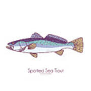 Spotted Sea Trout Poster