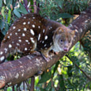 Spotted Tailed Quoll On Branch Poster