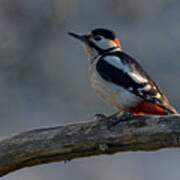 Spotted Woodpecker Poster