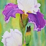 Spring Iris Poster