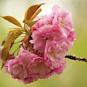 Springtime Blossoms In Central Park 3 Poster