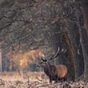Stag Resting In A Forest Poster