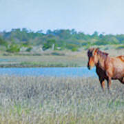 Wild Horse Of Outerbanks Photograph Poster