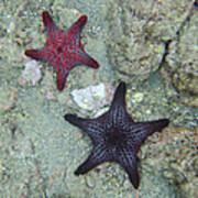 Starfish Underwater Poster