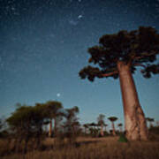 Starry Sky And Baobab Trees Highlighted Poster