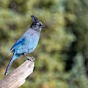 Stellers Jay Poster
