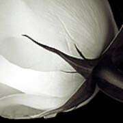 Stem And Petals Of A White Rose Poster
