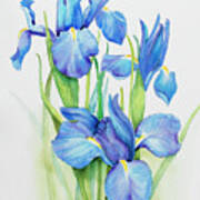 Stems Of Blue Iris Poster