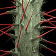 Stinging Nettle, Sem Poster