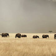 Stormy Skies Over The Masai Mara With Elephants And Zebras Poster