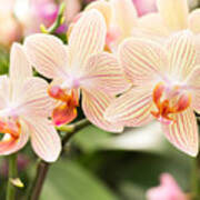 Streaked Orchid Flowers Beautiful Poster