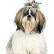 Studio Portrait Of Shih Tzu Dog Poster