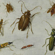 Study Of Insects Poster