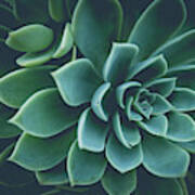 Succulent Plants Film Fade Poster