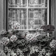 Summer Geraniums In The Window Black And White Poster
