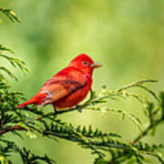 Summer Tanager Poster