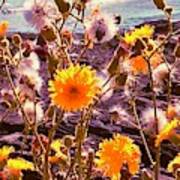 Sun-glow Dandelions On The Rocky Shore Poster