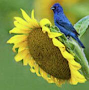 Sunflower Blue Poster