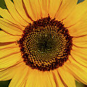 Sunflower Closeup Poster