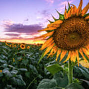 Sunflower Sunset At Sykes Farm Poster