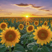 Sunflowers At Sunset Poster