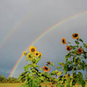 Sunflowers Under The Rainbow Poster