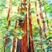 Sunlight Through Redwood Trees Poster