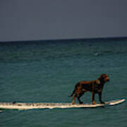 Surfing Dog Poster