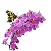 Swallowtail Butterly On Orchid Poster