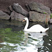 Swan In Boston Public Garden Poster