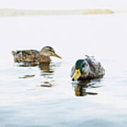 Sweden, Vastmanland, Two Mallard Ducks Poster
