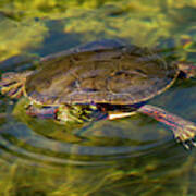 Swimming Painted Turtle Poster