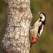 Syrian Woodpecker Poster