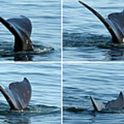 Tail Fin Of Whale In Water, Montage Poster