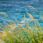 Tall Grass Against A Blue Ocean Poster