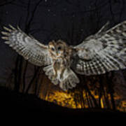 Tawny Owl And The False Fire Poster