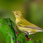 Tennessee Warbler Poster