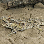Texas Horned Lizard, Phrynosoma Cornutum Poster
