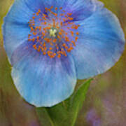 Textured Blue Poppy Flower Poster