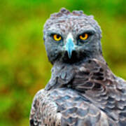The Gaze Of The Martial Eagle Poster