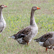 The Goose Squad Quad Poster