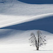 Lone Tree In Yellowstone During Winter Poster