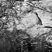 The Loner #0561 - Quail, Terrell County, Texas Poster