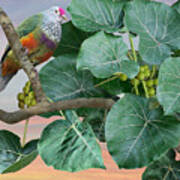 The Mariana Fruit Dove Poster
