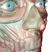 The Musculoskeleton Of The Face Poster