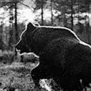 The Rising Ii. Brown Bear In Bw Poster