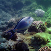 The Sohal Surgeonfish And Corals Colorfully Poster