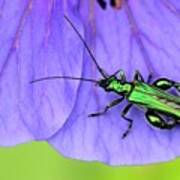 Thick-legged Flower Beetle On Geranium Sp. Flower Poster