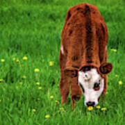 This Smells Delicious #2 - Calf Smells Dandelion Before Eating It Poster