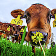 This Smells Delicious #1- Calf Smelling Dandelion Flower In Spring Pasture Poster